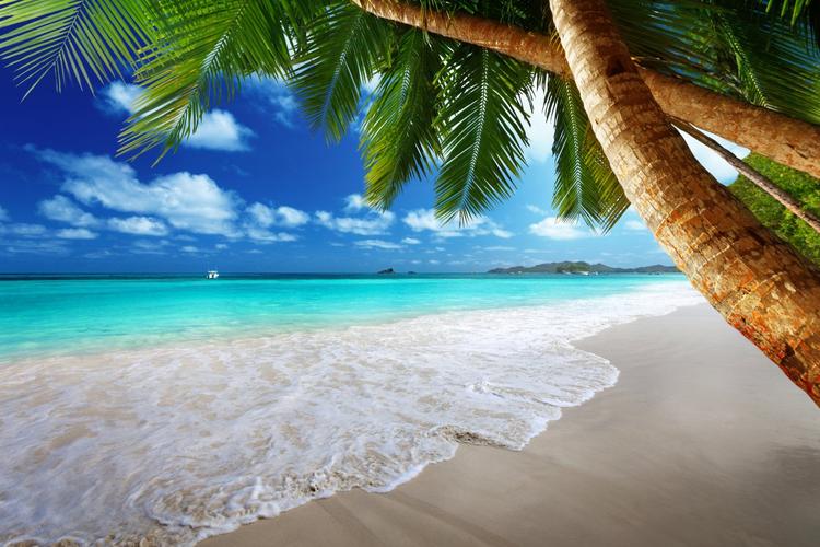 棕榈树海岛海岸海滩蓝色天空自然风景4k图片