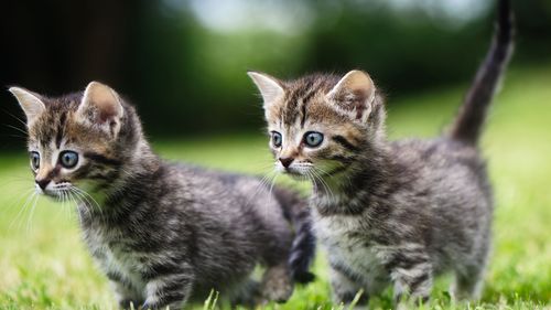 壁纸 可爱的两只小猫,在草地上行走