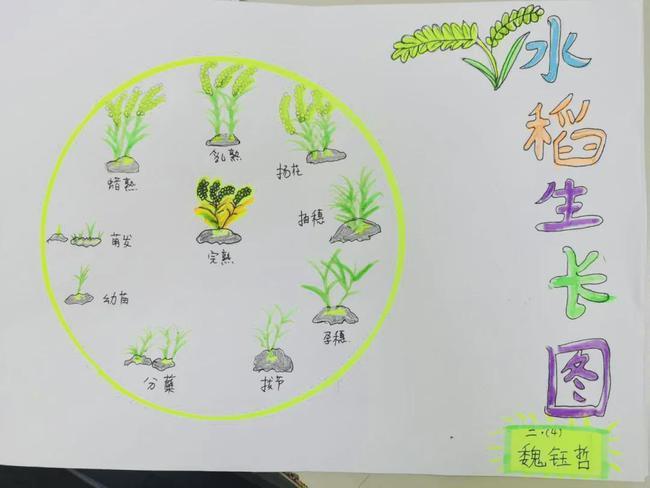 青岛市第二实验小学开展我是快乐的小稻农水稻种植实践活动