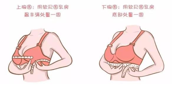 初三女生胸部正常有多大初三女生的标准胸围是多少多图