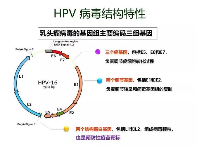 hpv与之前介绍过流感病毒,肺炎球菌一样,喜欢成群结队而来,作恶人间.