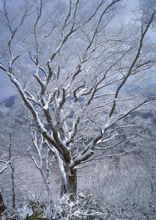 冬天的树木图片