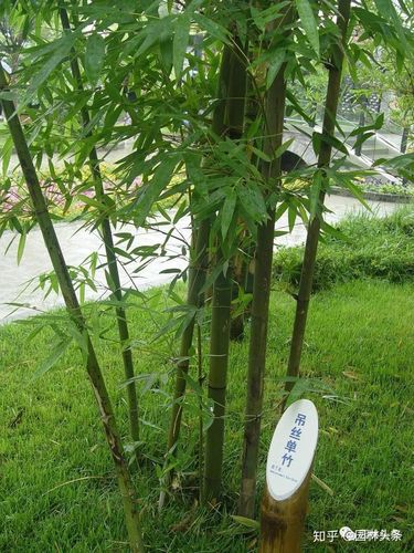 26个竹子品种