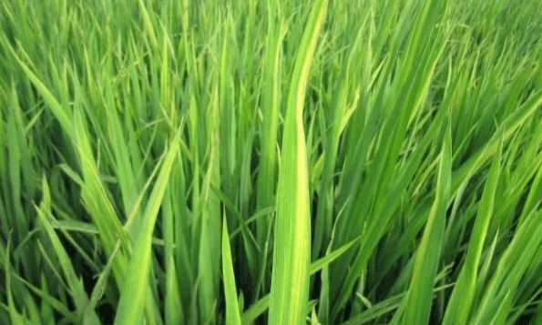 详解水稻缺锌危害及怎么施锌肥能获得增产效果!