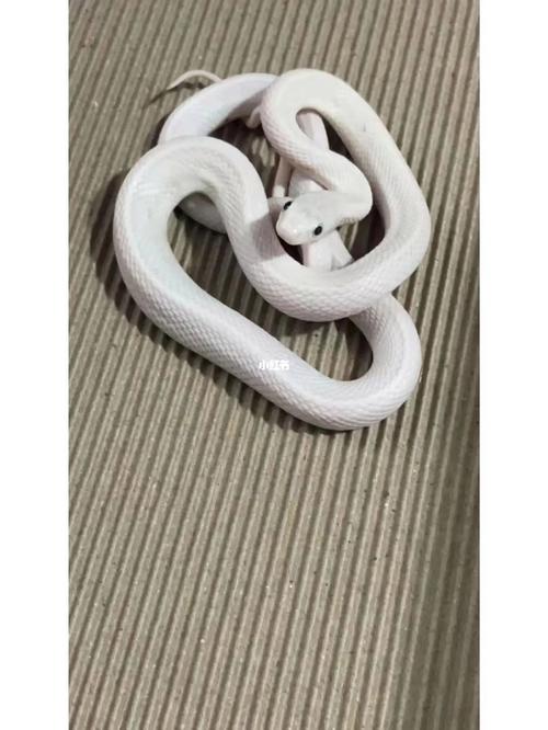白娘娘德州鼠蛇宠物蛇玩具蛇
