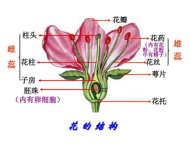 花瓣 柱头 花药 (内有花 粉,花粉 中有精子) 雌 蕊 花柱 子房 胚珠