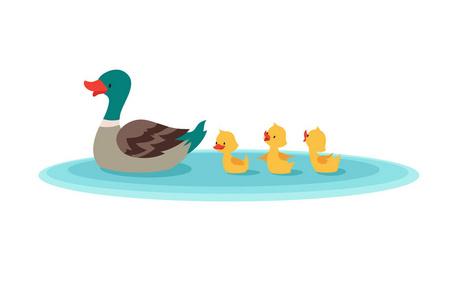 鸭妈妈和小鸭子在水里.鸭子在划船.卡通矢量插画照片