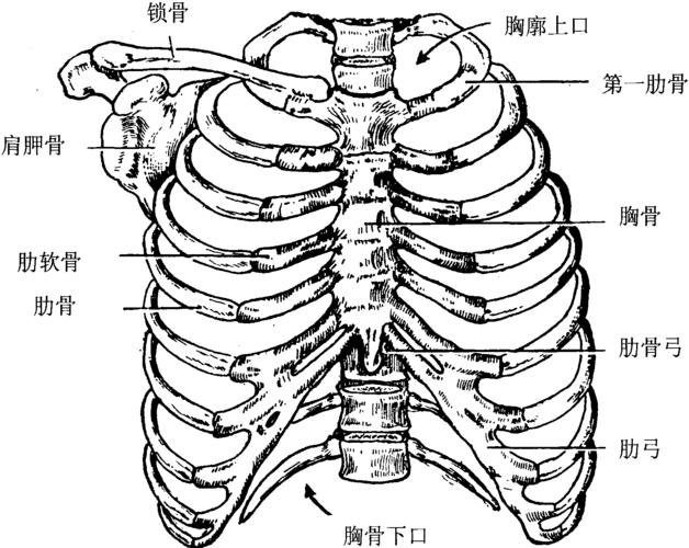 胸廓是由肋骨,胸骨,锁骨,胸椎,肩胛骨共同围绕组成.