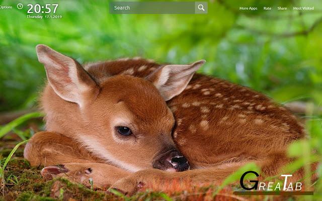 baby animals backgrounds wallpapers |greatab
