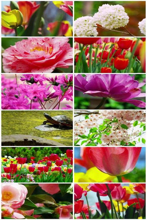 美丽的春季鲜花盛开的自然风景