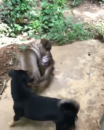 (宠物狗狗土狗田园犬猴子)发生了好玩的一幕:一只猴子把棕色狗狗护在