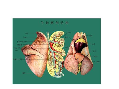 你可能喜欢 执业医师考试资料 用心记住考点 外科健康教育 肺部解剖
