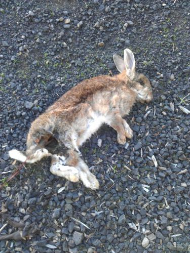 路边的死兔子.