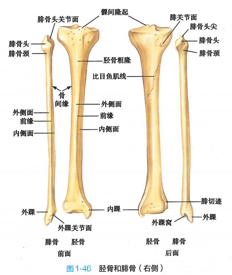 股骨和胫骨,腓骨