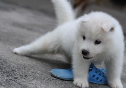 白色,大只,折耳的狗是什么种类?
