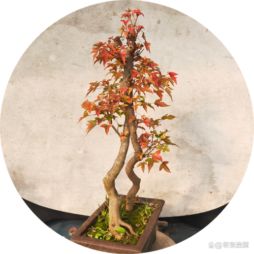 三角枫是一种常见的盆景树种,因其独特的叶形和美丽的树形而备受喜爱.