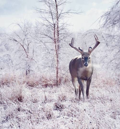 冰雪风暴后冬林中的鹿