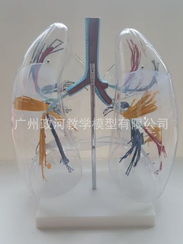【人体肺解剖】透明肺段模型 人体肺模型 呼吸系统模型 支气管树 肺