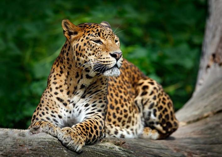 豹子野生动物动物世界动物摄影陆地动物动物图片图片素材下载本素材
