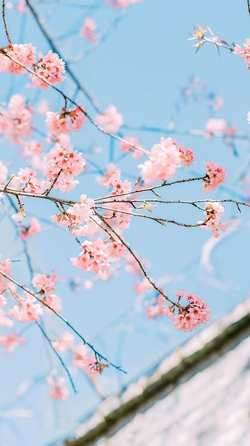 樱花壁纸合集,阳春三月,陌上花开满路,香入土
