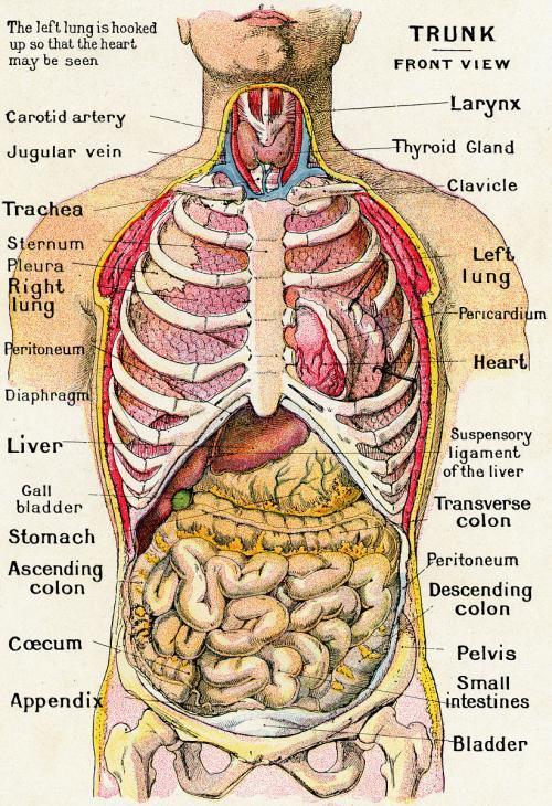 人体器官解剖简笔画