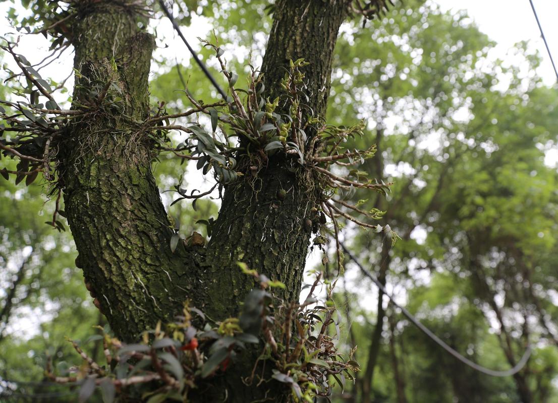 "寄生"在树上的草药,是9大仙草之首,家里养一棵,增强免疫力