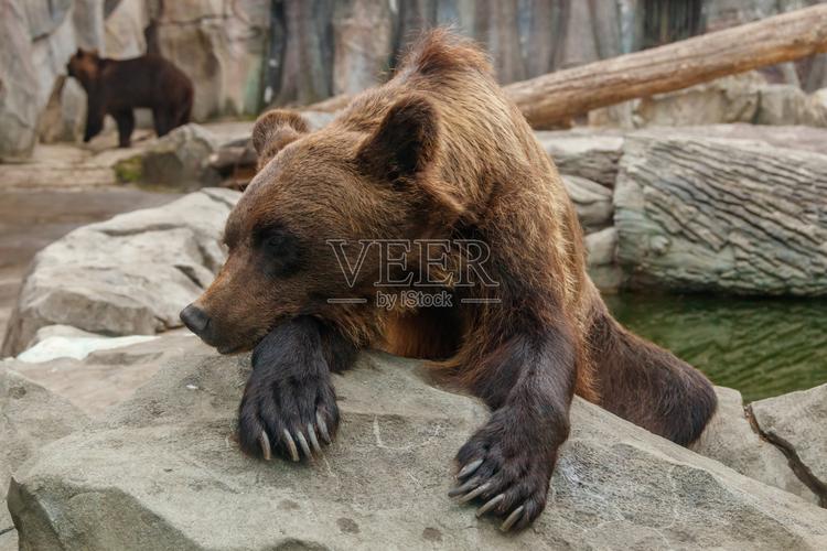 一头漂亮的棕熊的头照片摄影图片
