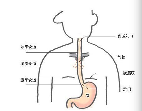 根据所处位置的不同,食管可分为颈部,胸部和腹部.