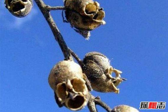世界上最恐怖的花骷髅花一到夏季枝头挂满头颅