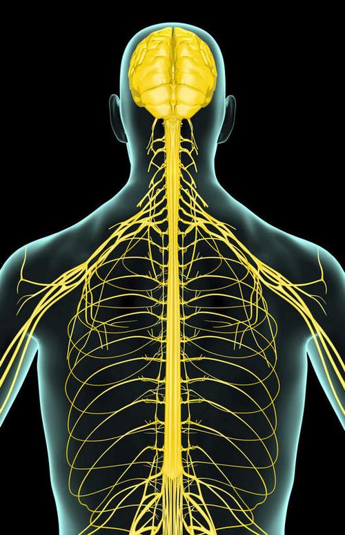 神经,脊髓,动脉,静脉,骨骼,肋骨,脊椎,骨盆,无人,站,伸展双臂,竖图