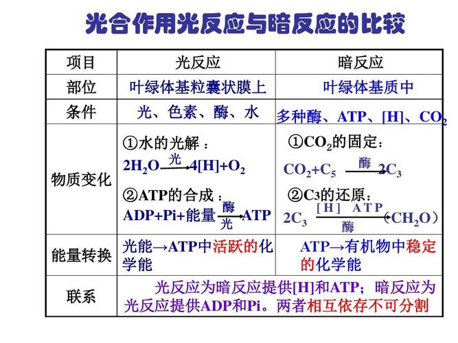 4能量之源-光与光合作用 (3)ppt 光合作用光反应与暗反应的比较 项目