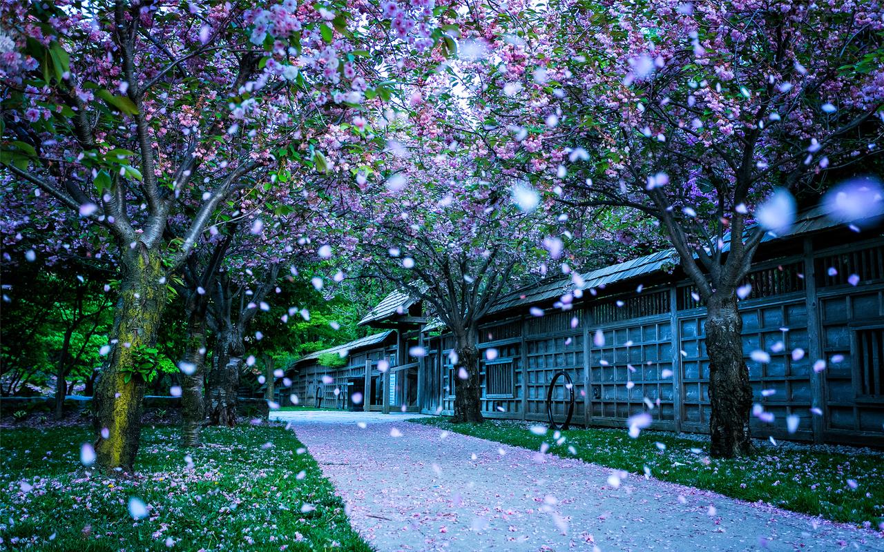 精选梦幻唯美的日本樱花雨风景高清电脑桌面壁纸下载