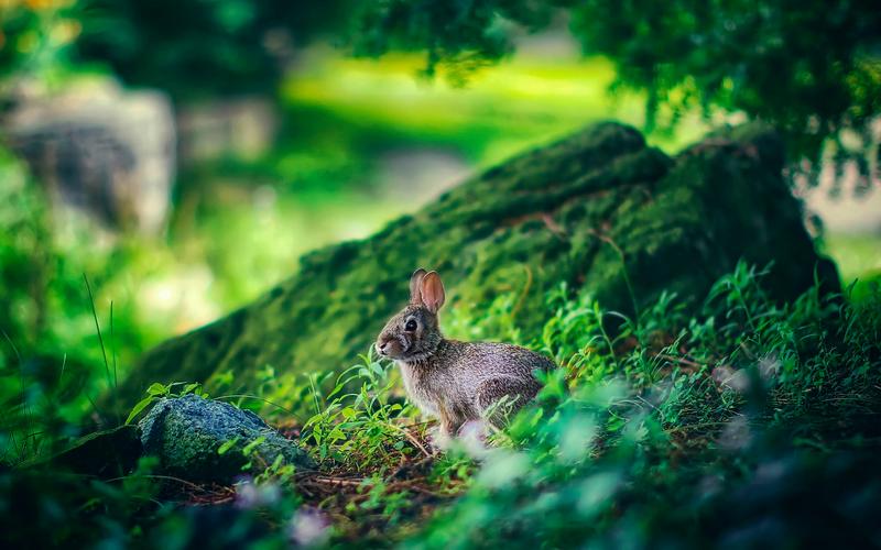 可爱森林里的小兔子护眼桌面壁纸下载