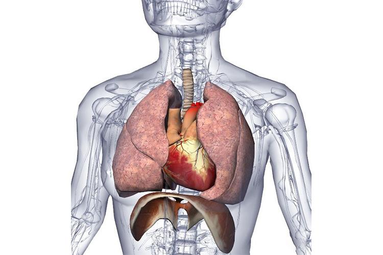 人体胸腔器官分布图胸腔特点胸腔的中部为纵隔,两侧部容纳左,右肺和