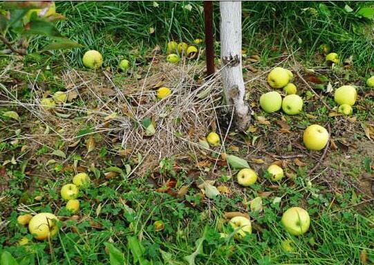 苹果树大量落果怎么办?