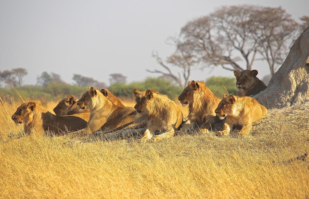 母狮是优秀的猎手,又不会和雄狮争夺地位,为何也会被赶出狮群?