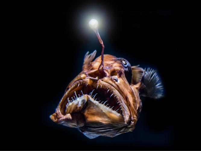 试听90秒鮟:在深海里提着"灯笼"的鱼