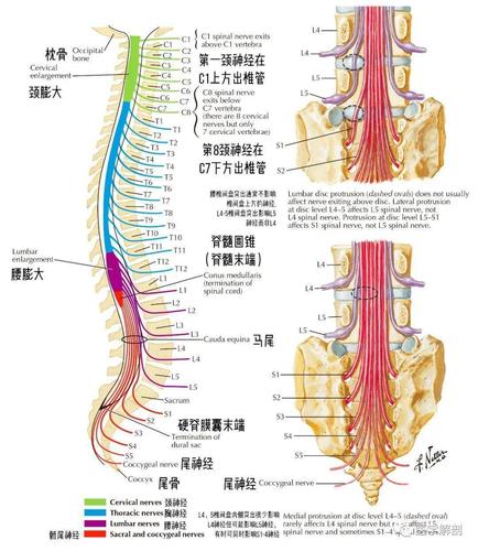 解剖图谱脊神经根与脊柱的关系