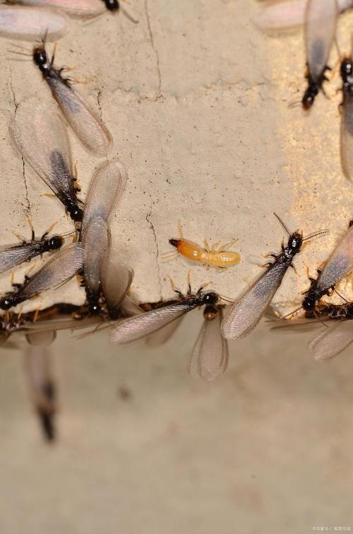 白蚁有翅成虫