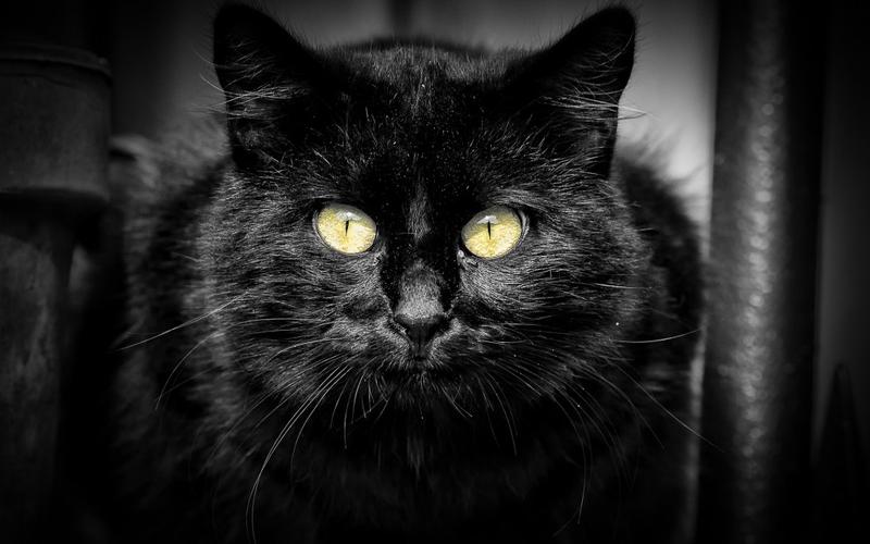 黑色猫寓意什么意思黑猫驱邪邪还是招邪