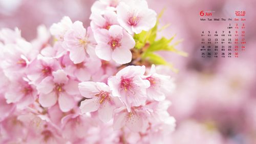 2018年6月超清粉色樱花唯美高清日历壁纸