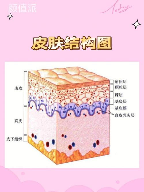 皮肤结构图(一)