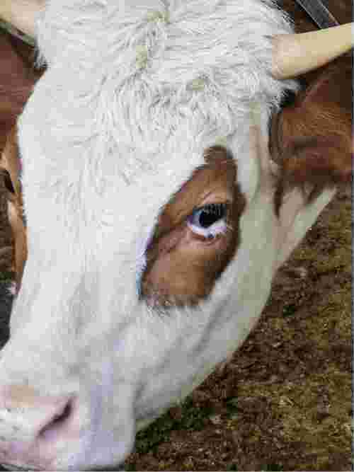 您好我家这个母牛一岁左右眼睛有息肉现在可以做手术吗有没有风险或者