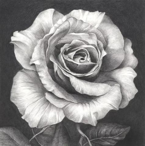 素描玫瑰花图片素描玫瑰花图片简单画法步骤
