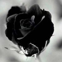 黑色的玫瑰花说说配图 有关黑色玫瑰花的配图_微信头像图片大全