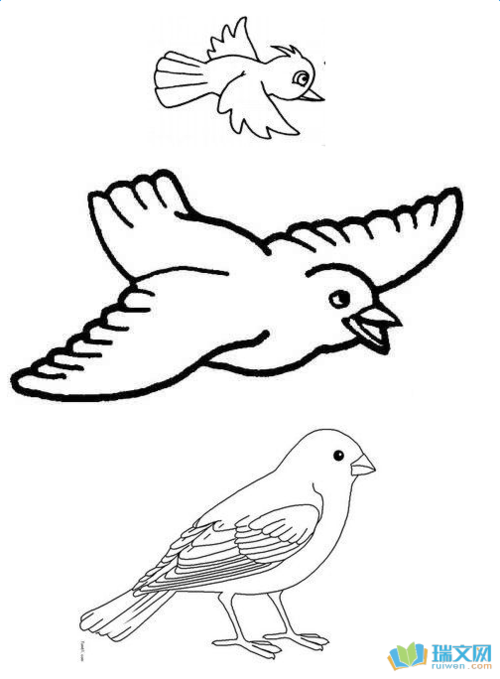 小鸟的尾巴简笔画怎么画