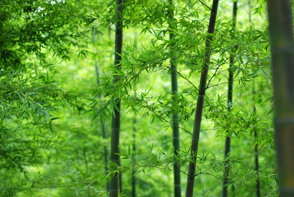 竹林绿色竹叶竹子4k护眼风景壁纸