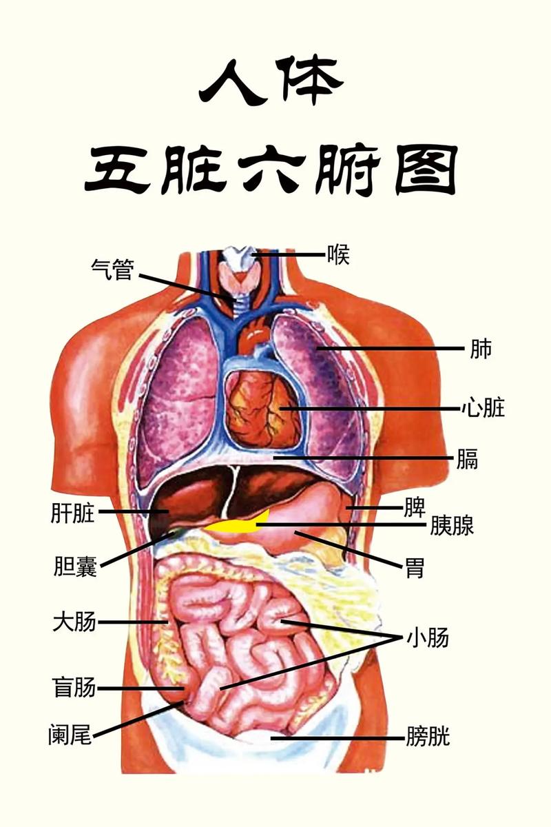 希望对你们有帮助.#医学常识 #人体解剖学 #藏汉翻译 #翻 - 抖音