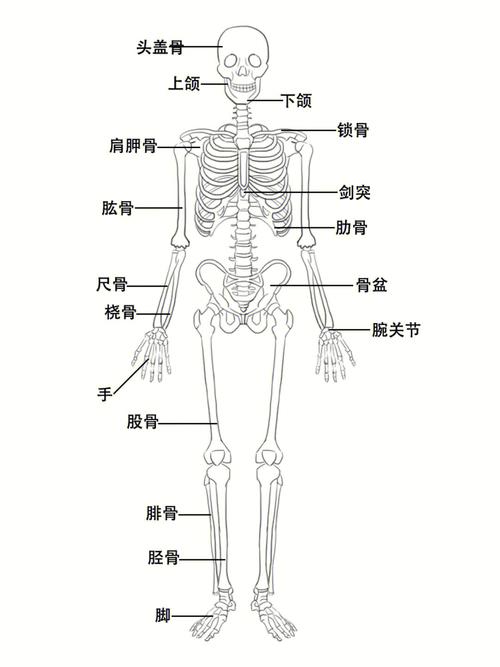 人体解剖图骨架结构
