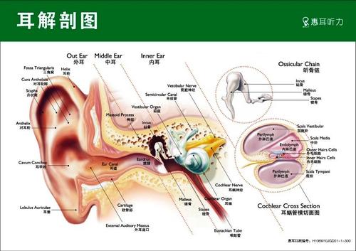 合川惠耳听力助听器:耳朵的内部结构是什么样的?